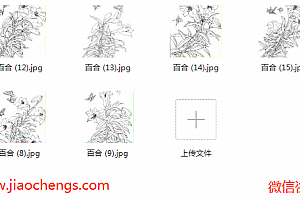 百合白描线稿百度网盘免费下载白描花卉系列线稿临摹高清jpg绘画素材